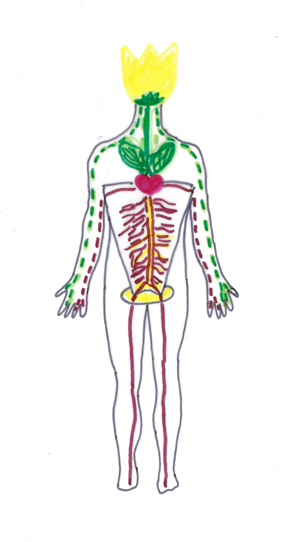 Functional Approach to Anatomy and Physiology